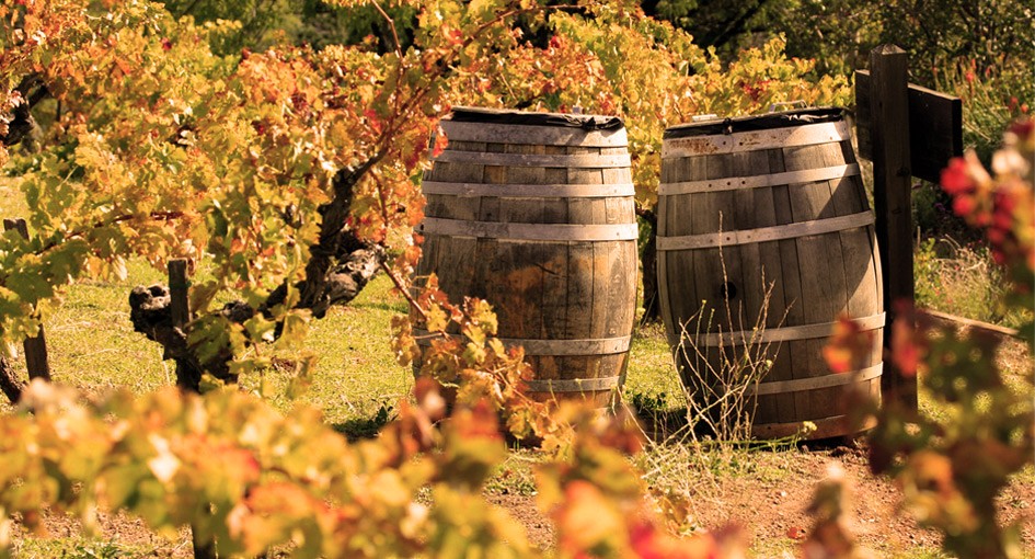 Southern Brazilian Estate Vineyards
