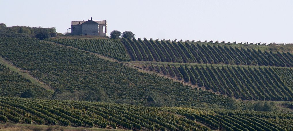 Image of Piccola Cantina Nella Regione di Tokaj