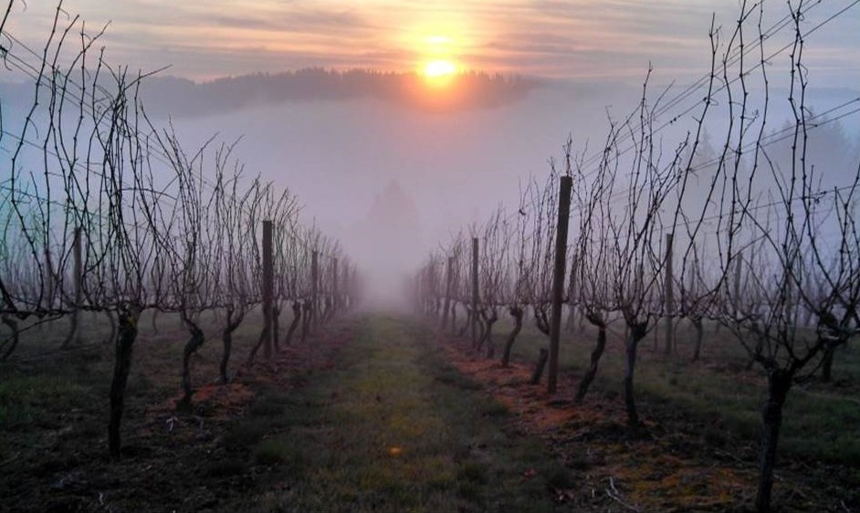Image of Vigneto e Cantina nella Willamette Valle