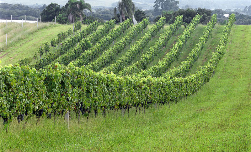Image of Taille Ideale Washington Vignobles