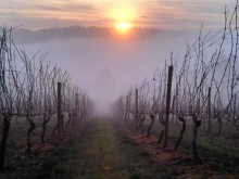 Image of Willamette Valley AVA Winery/Vineyard/Home