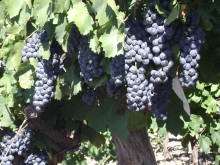 Image of Winery and Vineyards near San Rafael, Mendoza