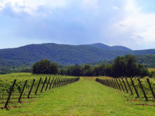 Image of Leeds Manor Vineyards, Virginia for Sale