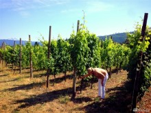 Image of Mount Baker Vineyards for Sale