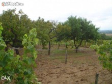 Image of Vineyard for Sale in Villány Region