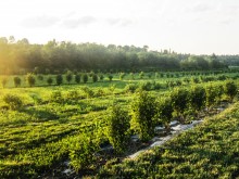 Image of The Only Haskap Com. Winery in the World