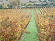Image of Vinicola/B&B Organica Premiada a Venda