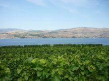Image of Stunning Self-Contained Turn-Key Winery at Lake Chelan, WA