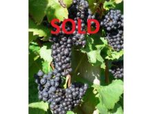 Image of Central Pennsylvania Winery for Sale