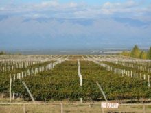 Image of Bodega Boutique de 80 Hect. en Argentina