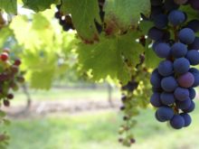 Image of Winery & Vineyards in Ribera del Duero
