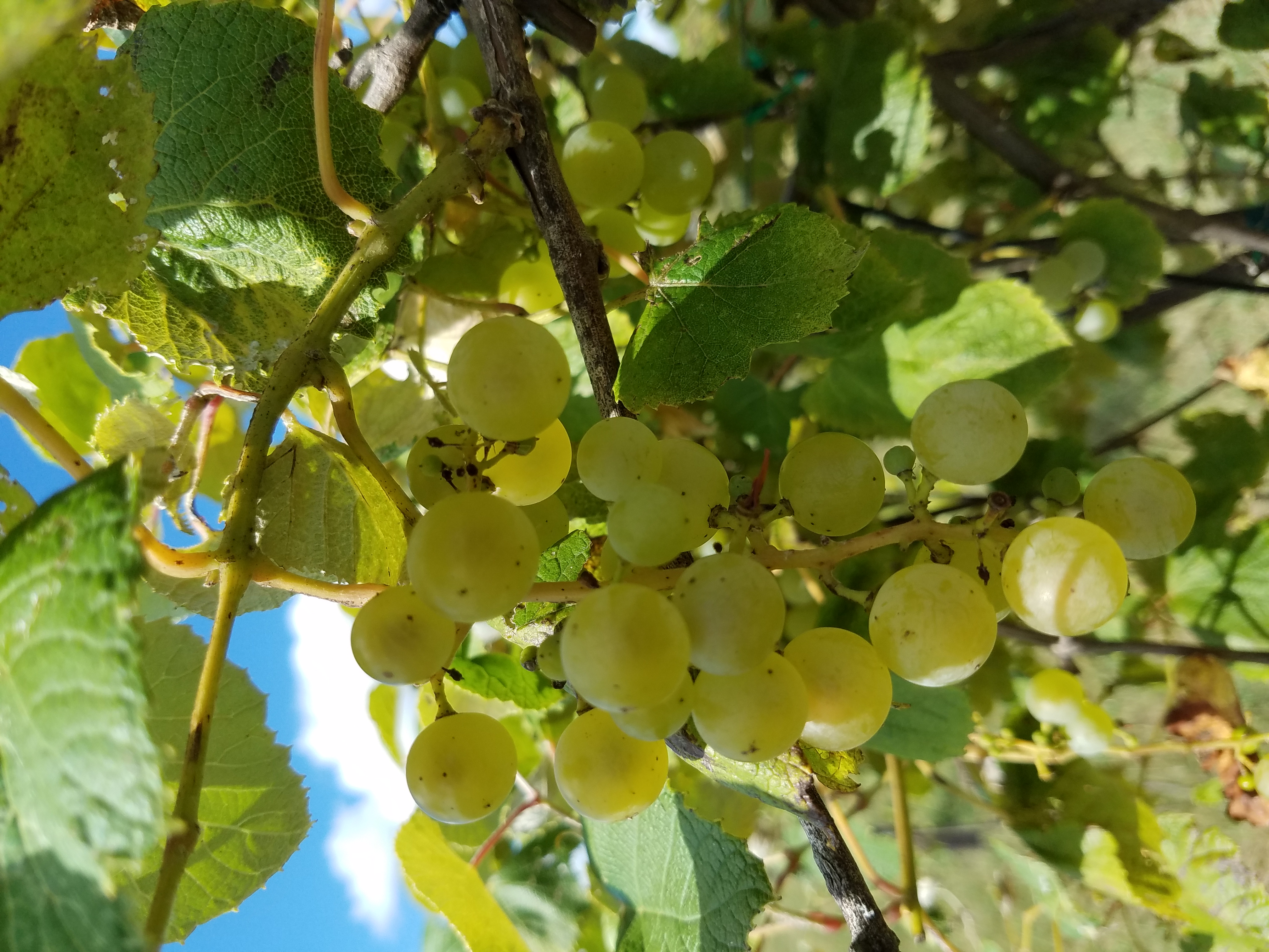 Panora Vineyard and Orchard, Iowa Winery Sale