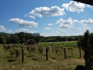 Image of Panora Vineyard and Orchard, Iowa