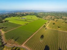 Image of Central Coast Winery, Brand + Vineyards