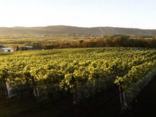 Image of Established Nova Scotia Winery & Vineyard