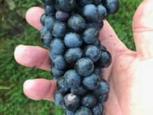 Image of One of the Largest Vineyards in Virginia for Sale