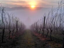 Image of Willamette Valley Vineyard, Home and Winery